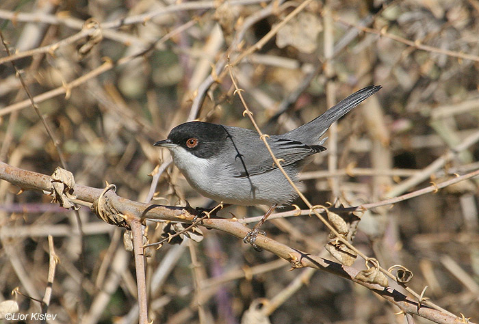    Sardinian Warbler  Sylvia melanocephala             , 2008., .